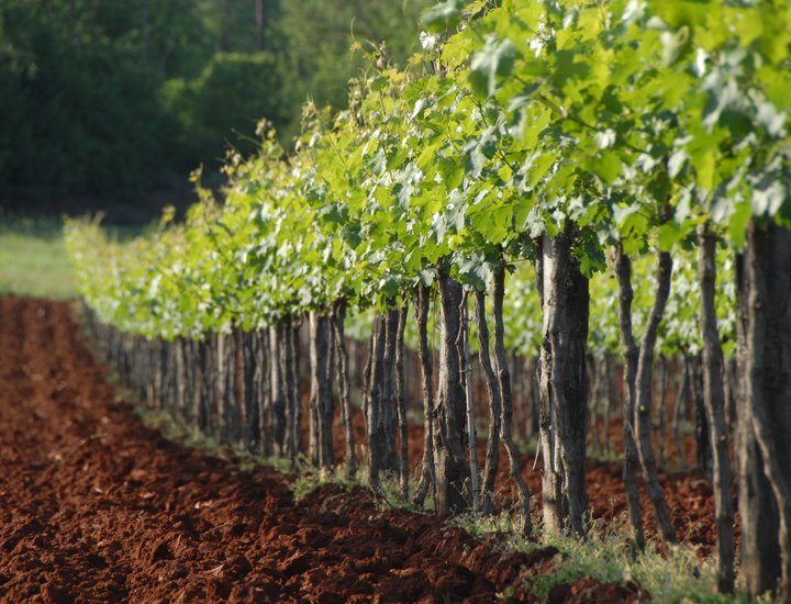L'agricoltura è una delle branche strategiche di sviluppo della Regione Istriana